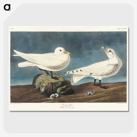 2-82_John-James-Audubon_picture-crop