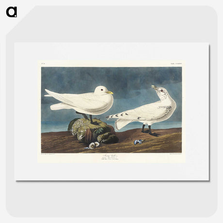 2-82_John-James-Audubon_picture