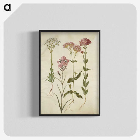 2-82_Maria-Sibylla-Merian_blk-crop