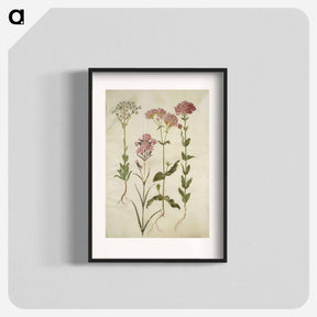 アートポスター-Saxifraga, Silene
 - マリア ジビーラ メーリアン Poster.