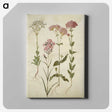 2-82_Maria-Sibylla-Merian_canvas