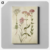 2-82_Maria-Sibylla-Merian_canvas