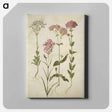 アートパネル-Saxifraga, Silene
 - マリア ジビーラ メーリアン Canvas.