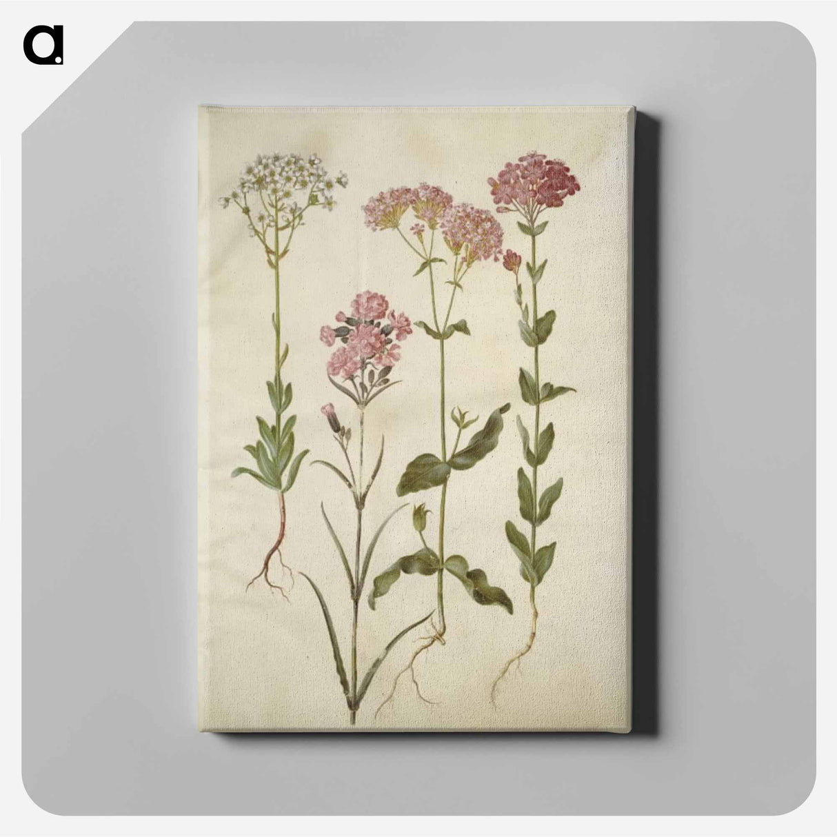 アートパネル-Saxifraga, Silene
 - マリア ジビーラ メーリアン Canvas.