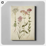 アートパネル-Saxifraga, Silene
 - マリア ジビーラ メーリアン Canvas.