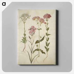 アートパネル-Saxifraga, Silene
 - マリア ジビーラ メーリアン Canvas.