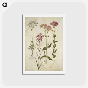 アートポストカード-Saxifraga, Silene
 - マリア ジビーラ メーリアン Postcard.