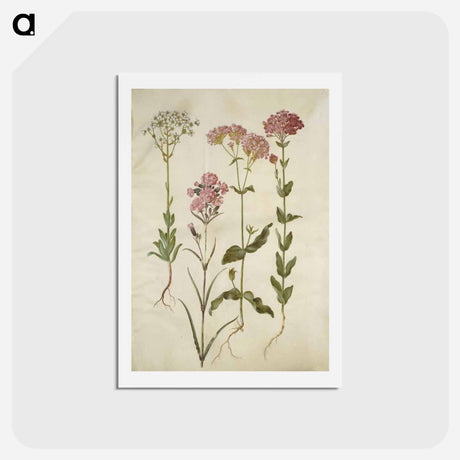 アートポストカード-Saxifraga, Silene
 - マリア ジビーラ メーリアン Postcard.