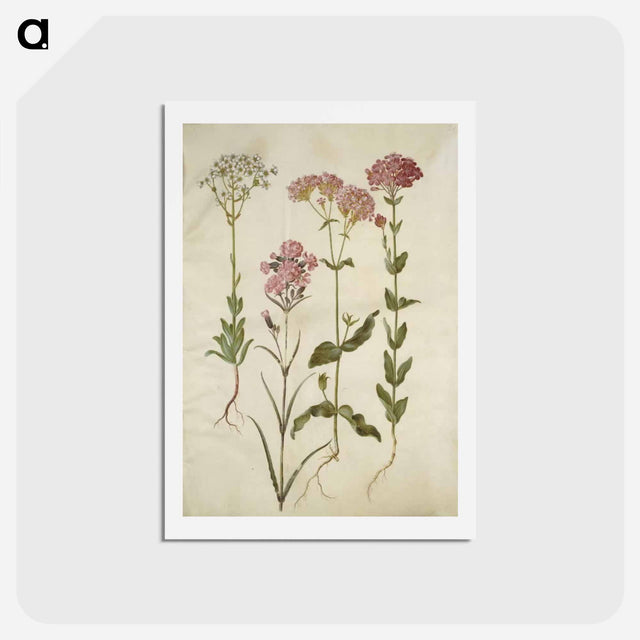 アートポストカード-Saxifraga, Silene
 - マリア ジビーラ メーリアン Postcard.