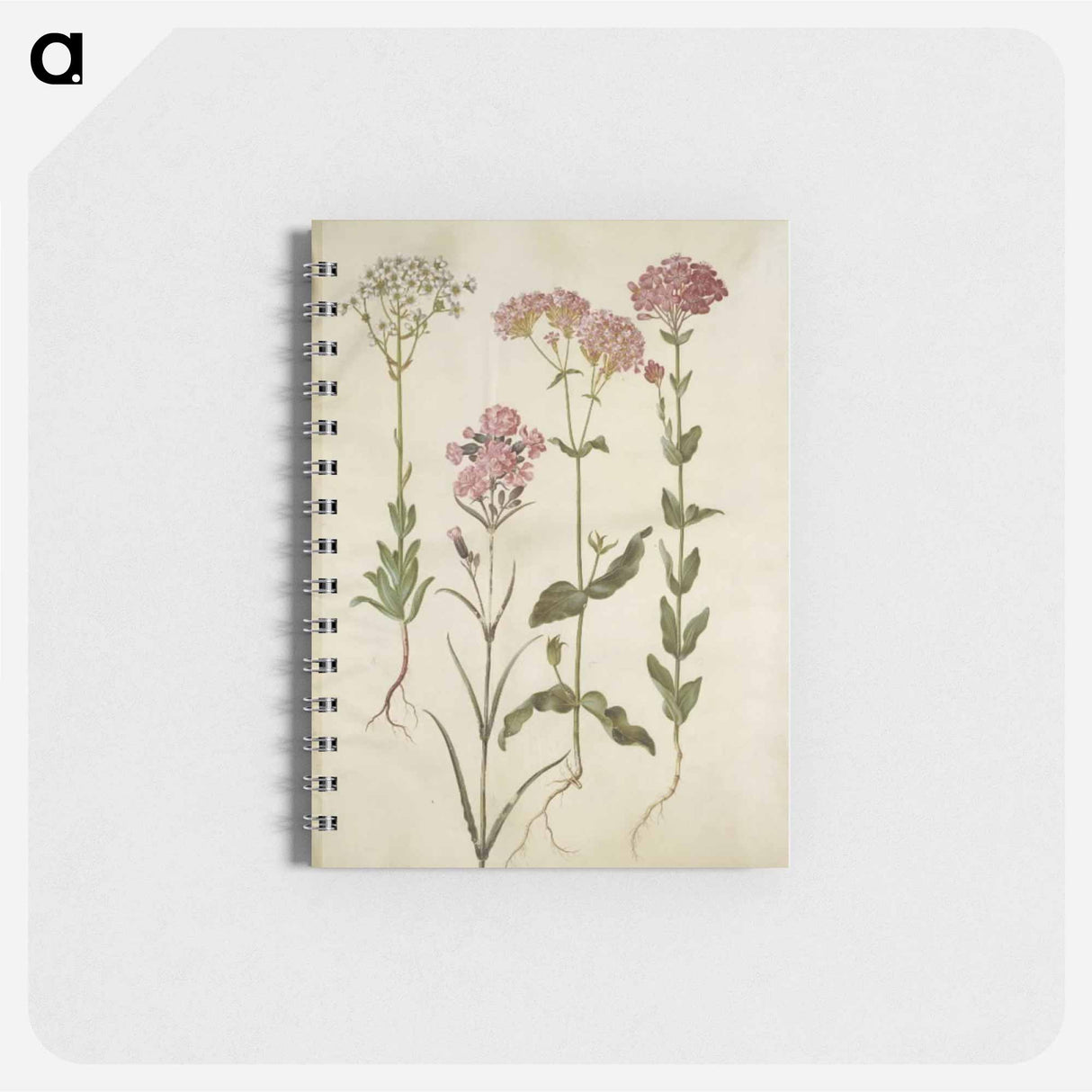 アートメモ帳-Saxifraga, Silene
 - マリア ジビーラ メーリアン Memo.
