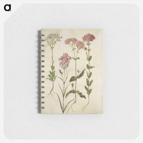アートメモ帳-Saxifraga, Silene
 - マリア ジビーラ メーリアン Memo.