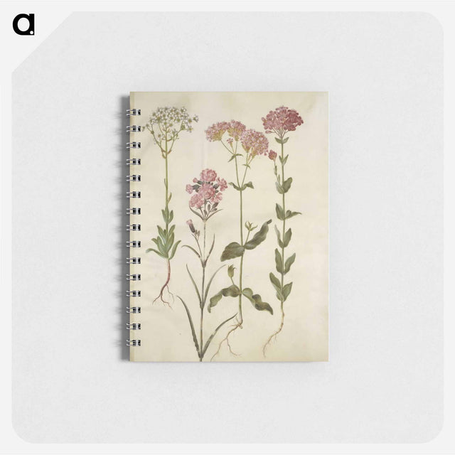 アートメモ帳-Saxifraga, Silene
 - マリア ジビーラ メーリアン Memo.