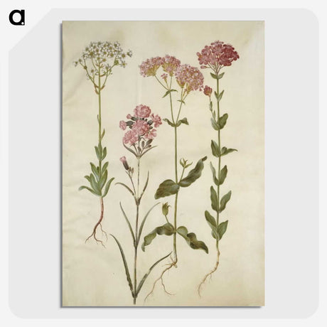 2-82_Maria-Sibylla-Merian_picture-crop