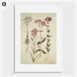2-82_Maria-Sibylla-Merian_picture