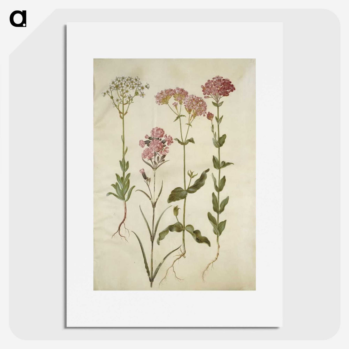 2-82_Maria-Sibylla-Merian_picture