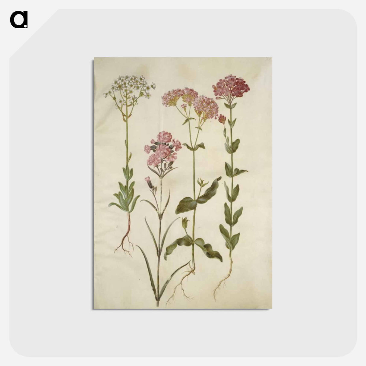 アートポストカード-Saxifraga, Silene
 - マリア ジビーラ メーリアン Postcard.