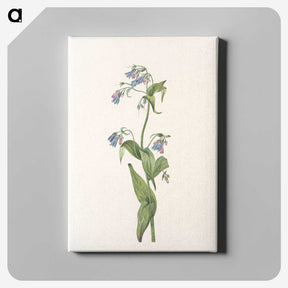2-82_Mary-Vaux-Walcott_canvas
