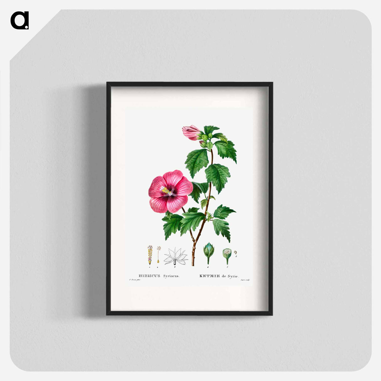 Rose of Sharon (Hibiscus syriacus) - ピエール ジョゼフ ルドゥーテ Poster.