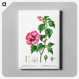 アートパネル-Rose of Sharon (Hibiscus syriacus) - ピエール ジョゼフ ルドゥーテ Canvas.
