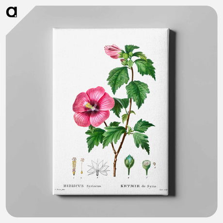アートパネル-Rose of Sharon (Hibiscus syriacus) - ピエール ジョゼフ ルドゥーテ Canvas.
