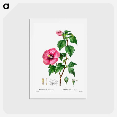 アートポストカード-Rose of Sharon (Hibiscus syriacus) - ピエール ジョゼフ ルドゥーテ Postcard.