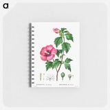 Rose of Sharon (Hibiscus syriacus) - ピエール ジョゼフ ルドゥーテ Memo.