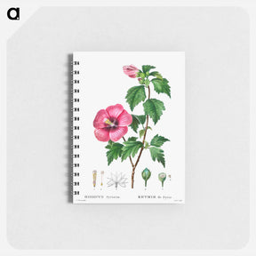 アートメモ帳-Rose of Sharon (Hibiscus syriacus) - ピエール ジョゼフ ルドゥーテ Memo.