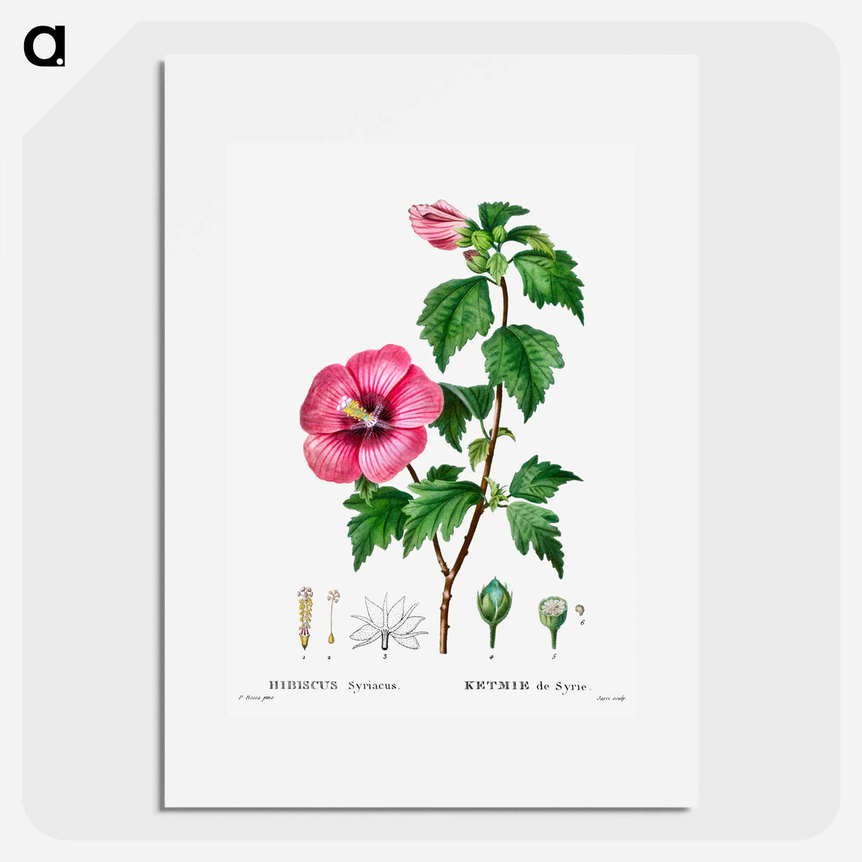 Rose of Sharon (Hibiscus syriacus) - ピエール ジョゼフ ルドゥーテ Poster.