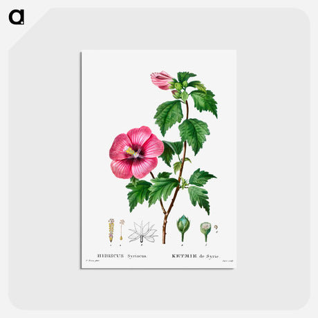 アートポストカード-Rose of Sharon (Hibiscus syriacus) - ピエール ジョゼフ ルドゥーテ Postcard.