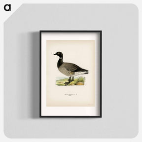 アートポスター-Brant Goose
 - スヴェンスカ フォグラル Poster.