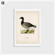 アートポストカード-Brant Goose
 - スヴェンスカ フォグラル Postcard.