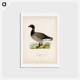 アートポストカード-Brant Goose
 - スヴェンスカ フォグラル Postcard.
