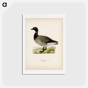 アートポストカード-Brant Goose
 - スヴェンスカ フォグラル Postcard.
