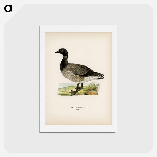 アートポストカード-Brant Goose
 - スヴェンスカ フォグラル Postcard.