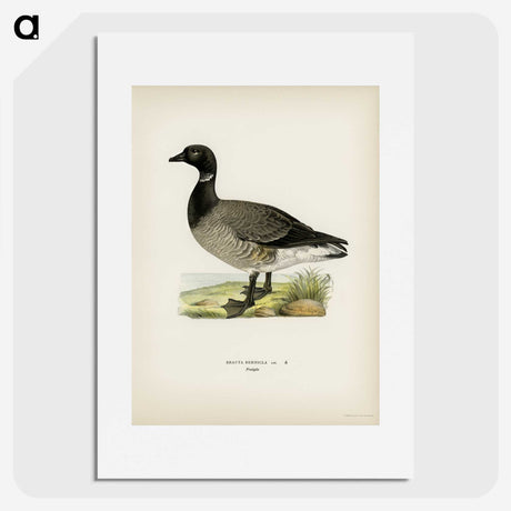 2-82_Svenska-Faglar_picture