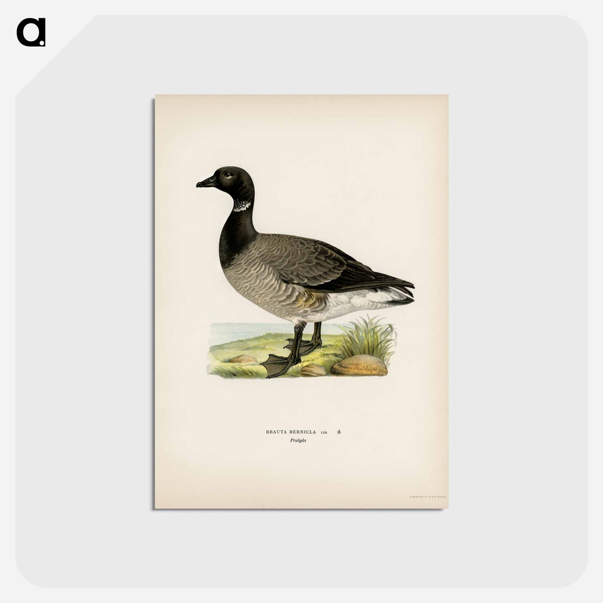 アートポストカード-Brant Goose
 - スヴェンスカ フォグラル Postcard.