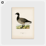 アートポストカード-Brant Goose
 - スヴェンスカ フォグラル Postcard.