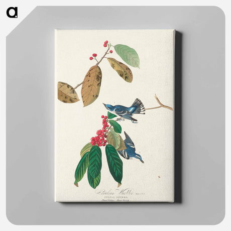 アートパネル-Azure Warbler from Birds of America
 - アメリカの鳥たち Canvas.