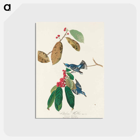 アートポストカード-Azure Warbler from Birds of America
 - アメリカの鳥たち Postcard.