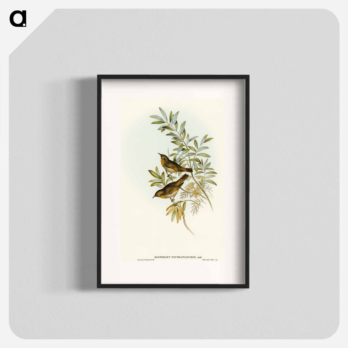 アートポスター-Grey-breasted Zosterops
 - オーストラリアの鳥 Poster.