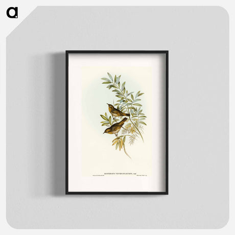 アートポスター-Grey-breasted Zosterops
 - オーストラリアの鳥 Poster.