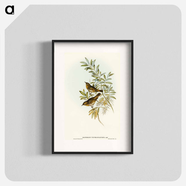 アートポスター-Grey-breasted Zosterops
 - オーストラリアの鳥 Poster.