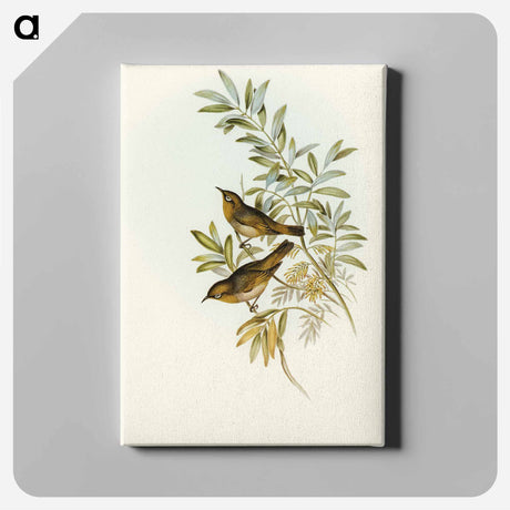 アートパネル-Grey-breasted Zosterops
 - オーストラリアの鳥 Canvas.