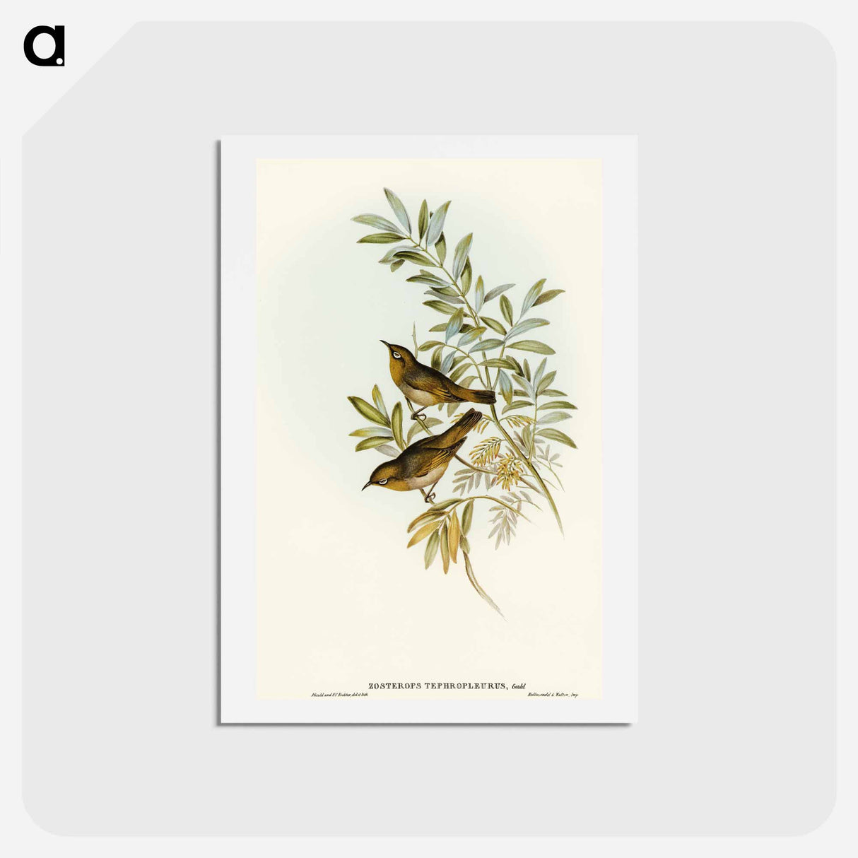 アートポストカード-Grey-breasted Zosterops
 - オーストラリアの鳥 Postcard.