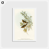 アートポストカード-Grey-breasted Zosterops
 - オーストラリアの鳥 Postcard.