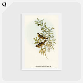 アートポストカード-Grey-breasted Zosterops
 - オーストラリアの鳥 Postcard.
