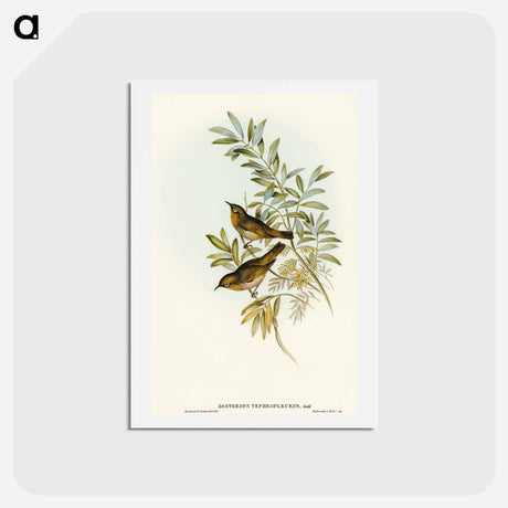 アートポストカード-Grey-breasted Zosterops
 - オーストラリアの鳥 Postcard.