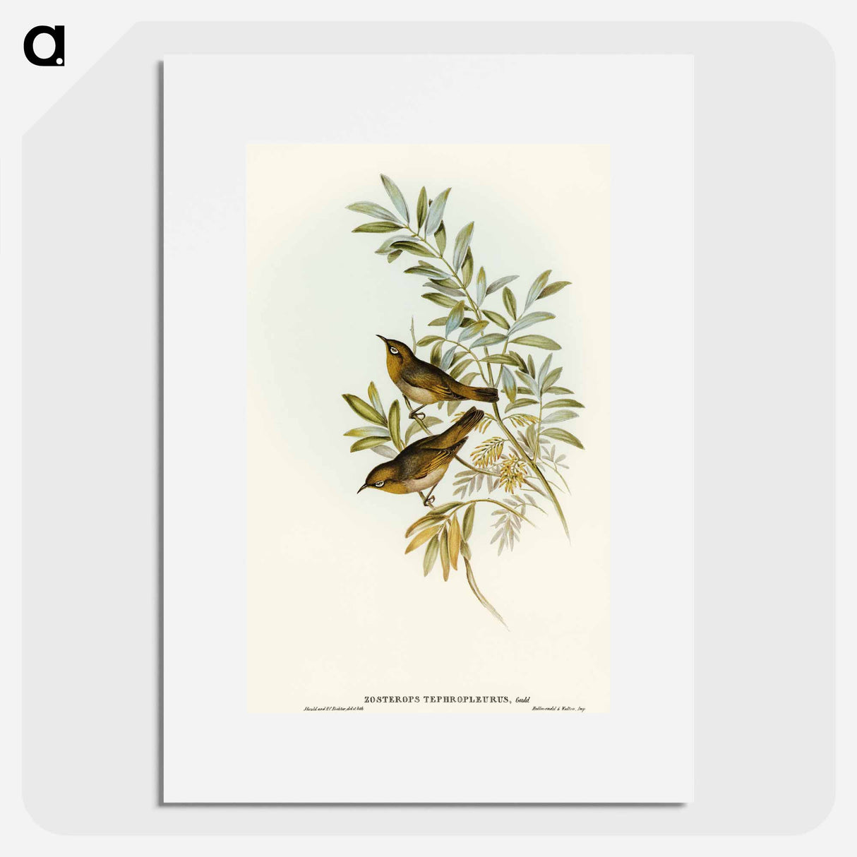 Grey-breasted Zosterops
 - オーストラリアの鳥 Poster.