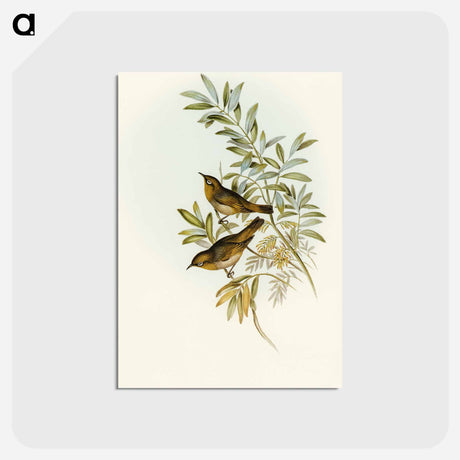 アートポストカード-Grey-breasted Zosterops
 - オーストラリアの鳥 Postcard.