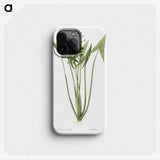 2-82_The-Lilies_phone